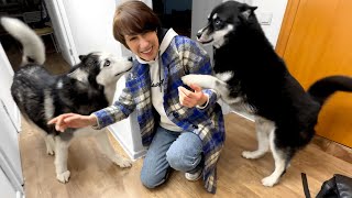 Husky Cries with Happiness After Long Separation from Owner! by North Yuki Husky 22,187 views 2 weeks ago 2 minutes, 29 seconds