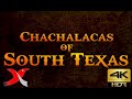 Chachalacas of South Texas - 4k video