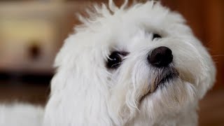 Are Maltese dogs recognized by major dog breed organizations?