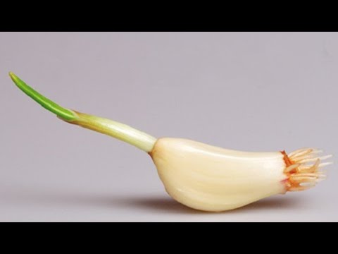 Wideo: 3 sposoby użycia liści limonki Kaffir