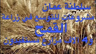 سلطنة عمان: تمويل مشروعات للتوسع في زراعة القمح و4 آلاف مزارع مستفيدون