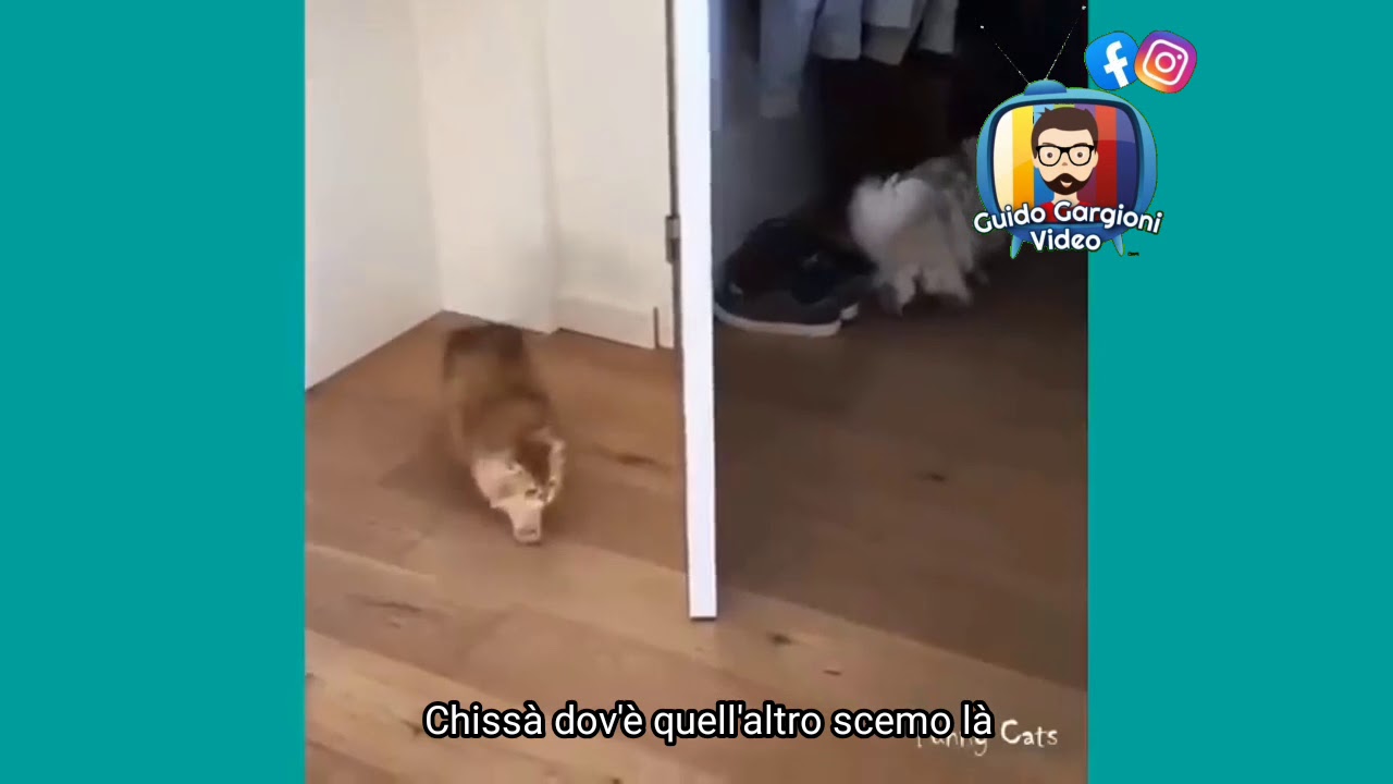 Gatti Parlanti IN GENOVESE - parte 6