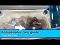 Camponotus care guide (How to keep Camponotus ants as pets)