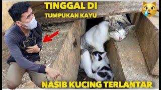 NASIB KUCING TERLANTAR BERTAHAN HIDUP DI TUMPUKAN KAYU