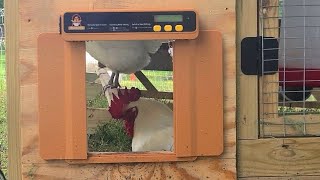BEST Automatic Chicken Coop Door Opener 2023 | Chickcozy