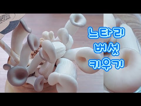 느타리 버섯키우기 느타리버섯 키트 키우기