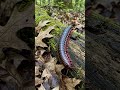 American Giant Millipede (Narceus americanus) #wildlife #nature #animals #centipede  #millipede