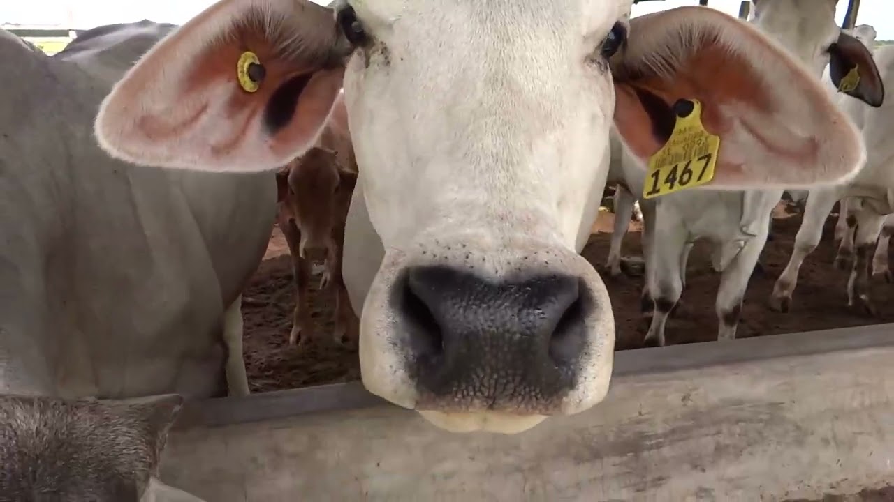 Rancho ganadero en Yucatán