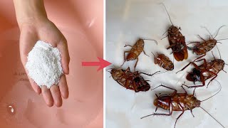 Get rid of cockroaches without using pesticides. Just sprinkle a handful in the water, Safe Safe
