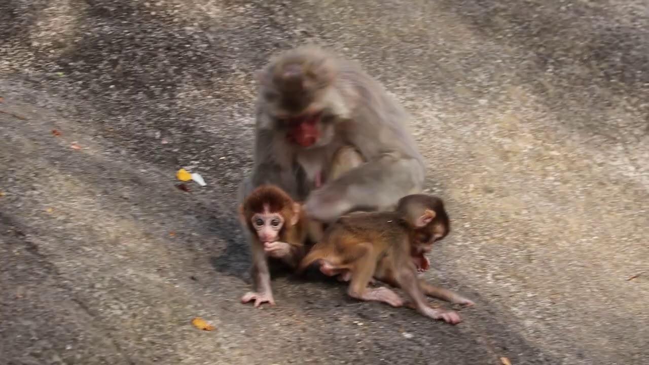 Ameia's two babies 09 - Both babies on the ground