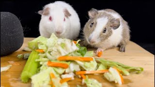 HUNGRY GUINEA PIGS