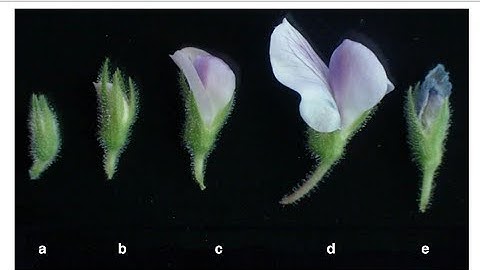Process of hybridization in chick pea
