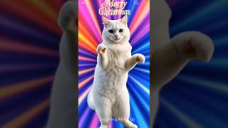 Meow Billi Short Video Meow Meow Song Cat Dance Cat Dance Video