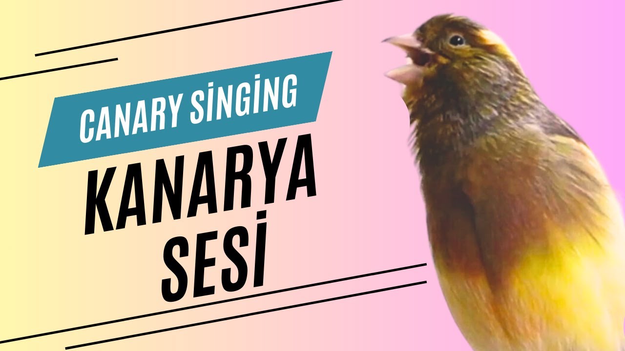 Şarkı söyleyen Bu Küçük Kanarya sesi ile Kalbini Çalabilir mi?