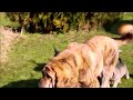 Mastin espanol puppies /Spanish mastiff puppies in Tornado Erben kennel