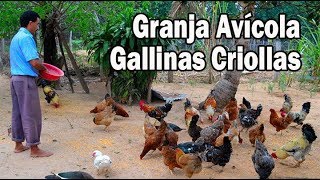 Poultry farm of Creole Hens