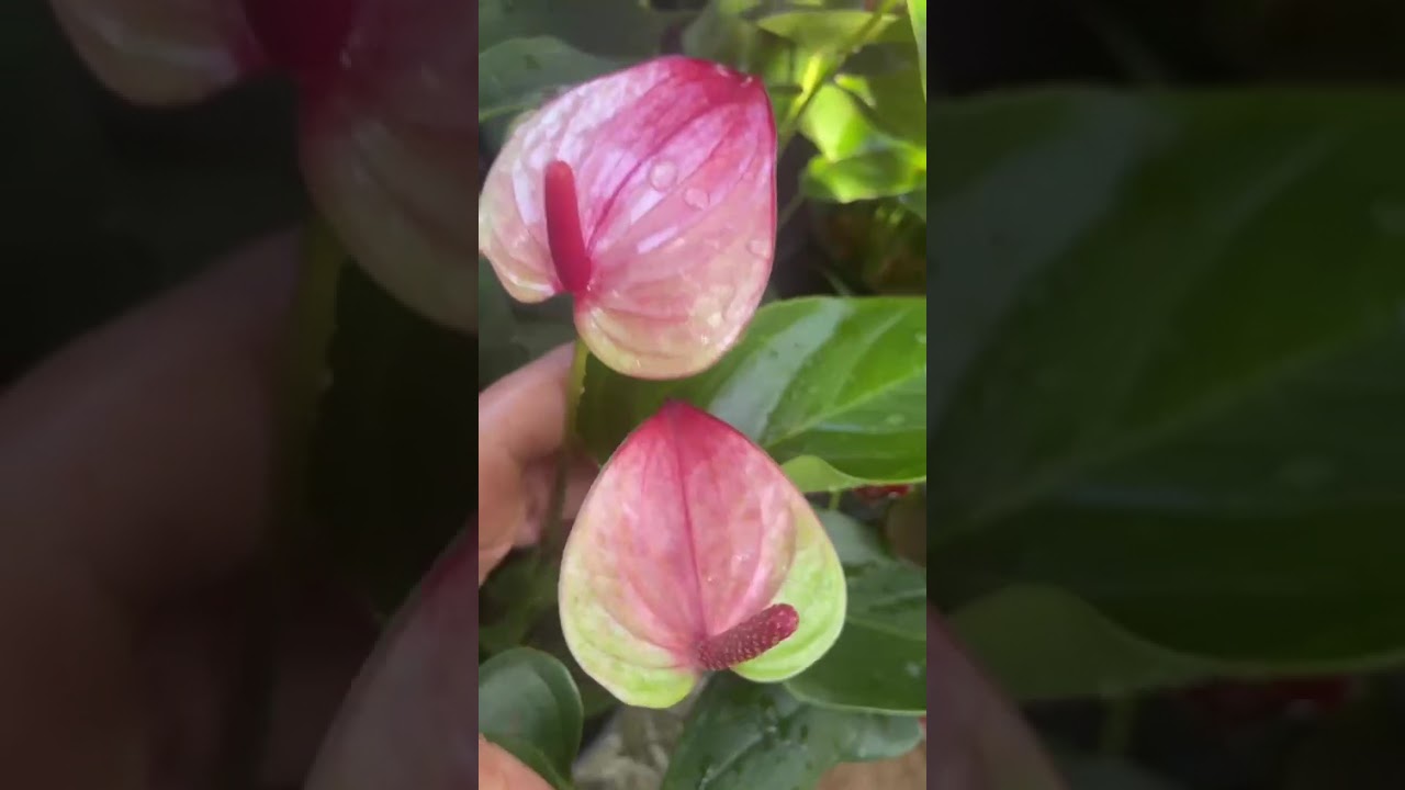 ඕනී වර්ග ඇනවුම් කරගන්න#anthuriumwagawasinhala#fypviral#plants#0765647812#anthuriym