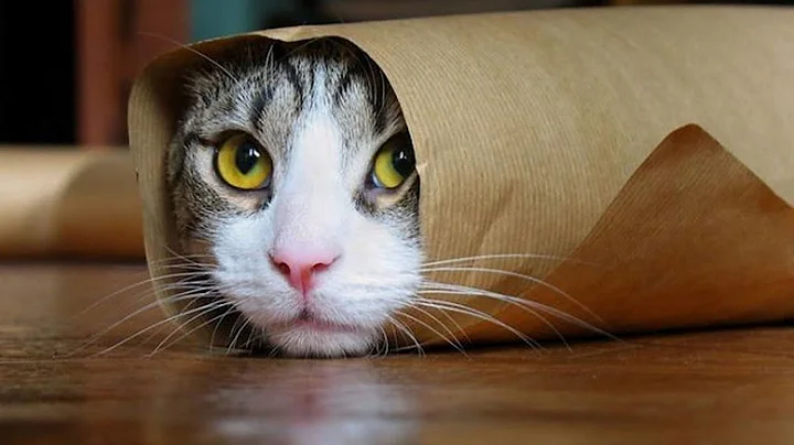 Приколы С Животными #17 / Смешные коты , Собаки / Смешные животные