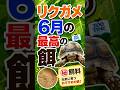 【㊙リクガメ給餌法】絶対植えるべき最強の木&裏技🐢 #turtle #tortoise #reptiles