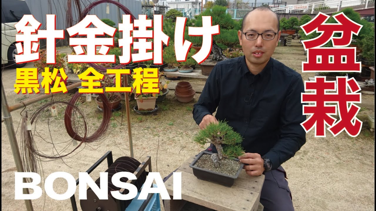 懸崖の黒松盆栽 盆栽妙 的youtube視頻效果分析報告 Noxinfluencer 懸崖の黒松盆栽 盆栽妙 的youtube視頻效果分析報告 Noxinfluencer