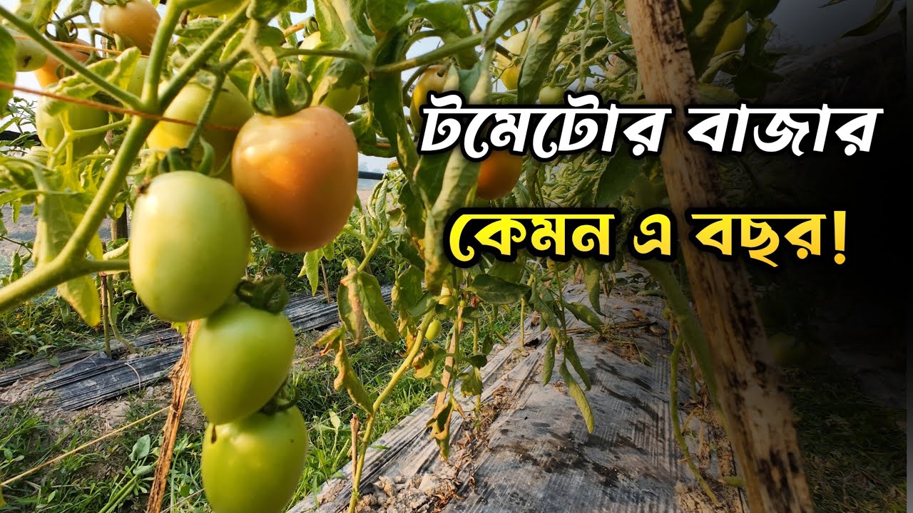 টমেটোর বাজার কেমন। ১২/০১/২০২৬