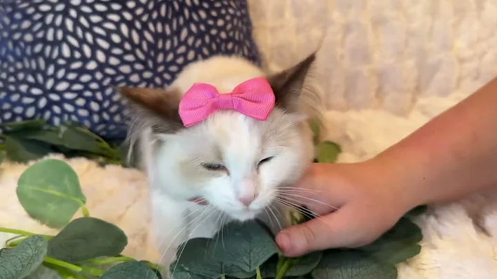 Video 11820601: cat kitten love, kitten chocolate, color kittens, kitten home, female kitten, beautiful kitten