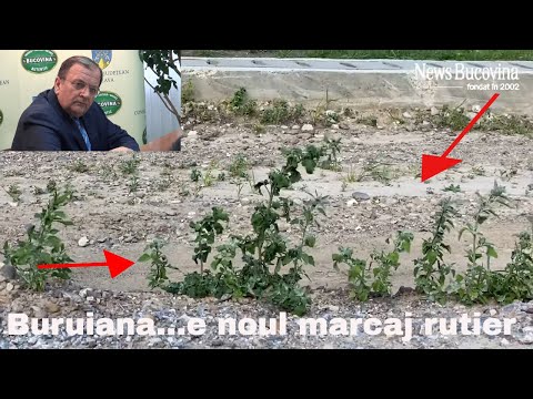 Buruieni de jumate de metru pe mijlocul Drumului! Axialul Suceava -Iași e praf..