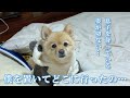 【お留守番】息子不在で明らかに元気がないポメくんの姿を見たら、胸が締め付けられました…