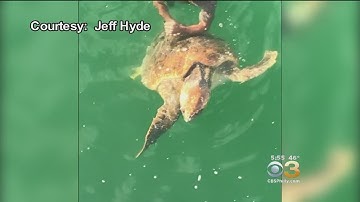 Man Saves 300-Pound Turtle With Line Tangled Around Its Neck