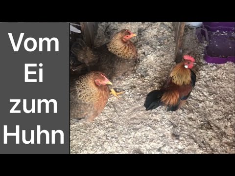 Vom Ei zum Erwachsenem Huhn 🐓