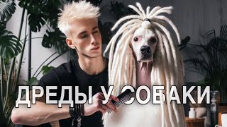 видео: ЗАПЛЕЛ АФРОКОСЫ СОБАКЕ 🐩😳/ ВОЗНЯ С РАСТЕНИЯМИ🪴: РАСПАКОВКА НОВОГО ГРУНТА, ПЕРЕСАДКИ И ОБЗОР НОВИНОК🫢 картинка: ЗАПЛЕЛ АФРОКОСЫ СОБАКЕ 🐩😳/ ВОЗНЯ С РАСТЕНИЯМИ🪴: РАСПАКОВКА НОВОГО ГРУНТА, ПЕРЕСАДКИ И ОБЗОР НОВИНОК🫢