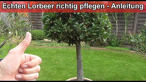 Wie pflege ich Lorbeer im Topf?