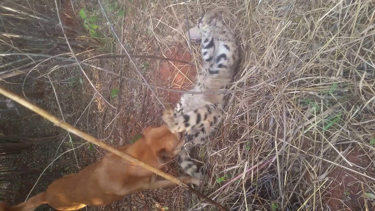 Dogs Killed A Serval(2)