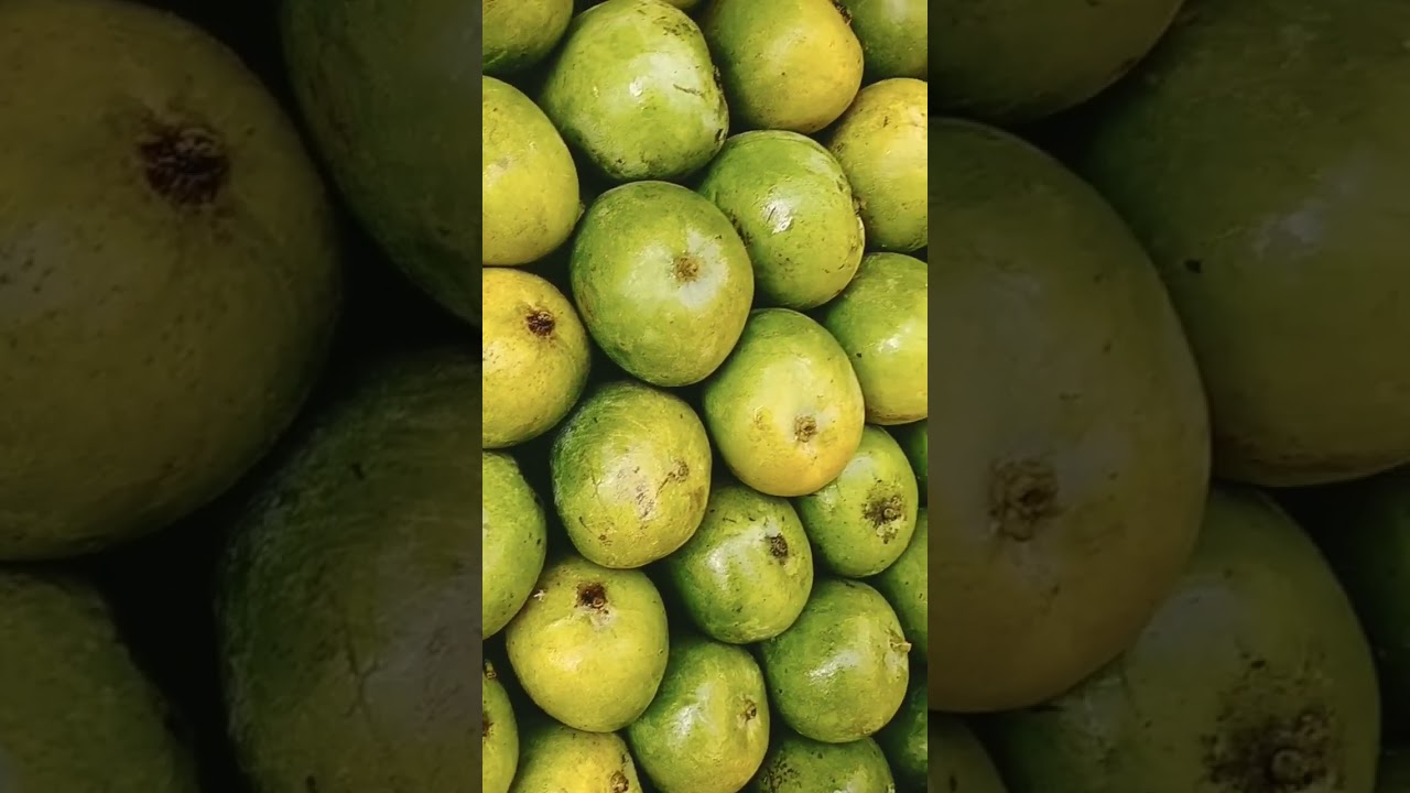 The Indian Mango amazing 