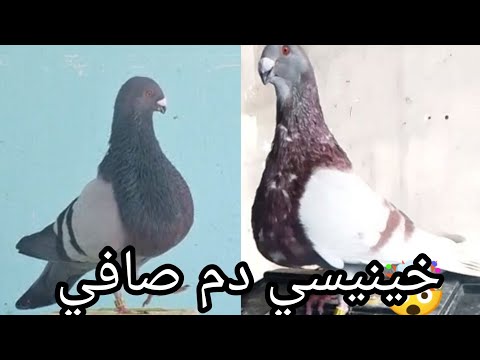 كوبل خينيسي مانويل سالفادور الدم الص افي 0670334190 