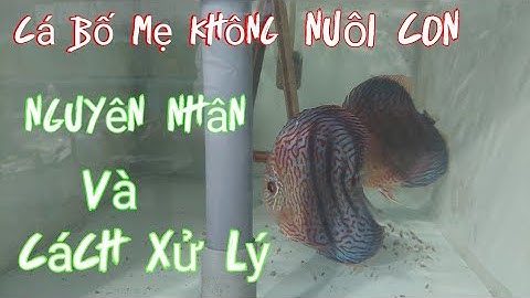 cá con không bám bồ mẹ.cá bố mẹ không nuôi con .Nguyên nhân và cách xử  lý.