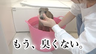 お湯をかけるだけで犬の匂いが消えました。【イタグレ】