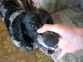 собака   Бэ бэ бэээ