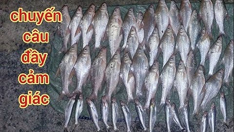 Chuyến câu bè quá khứ cá ăn.Cá cóc,cá sát (tập 25)