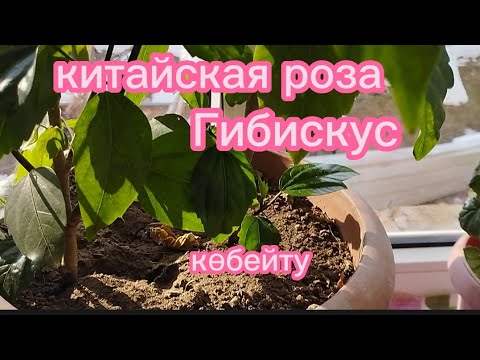 Бейне: Үйде қытай раушанының индикаторын қалай жасауға болады?