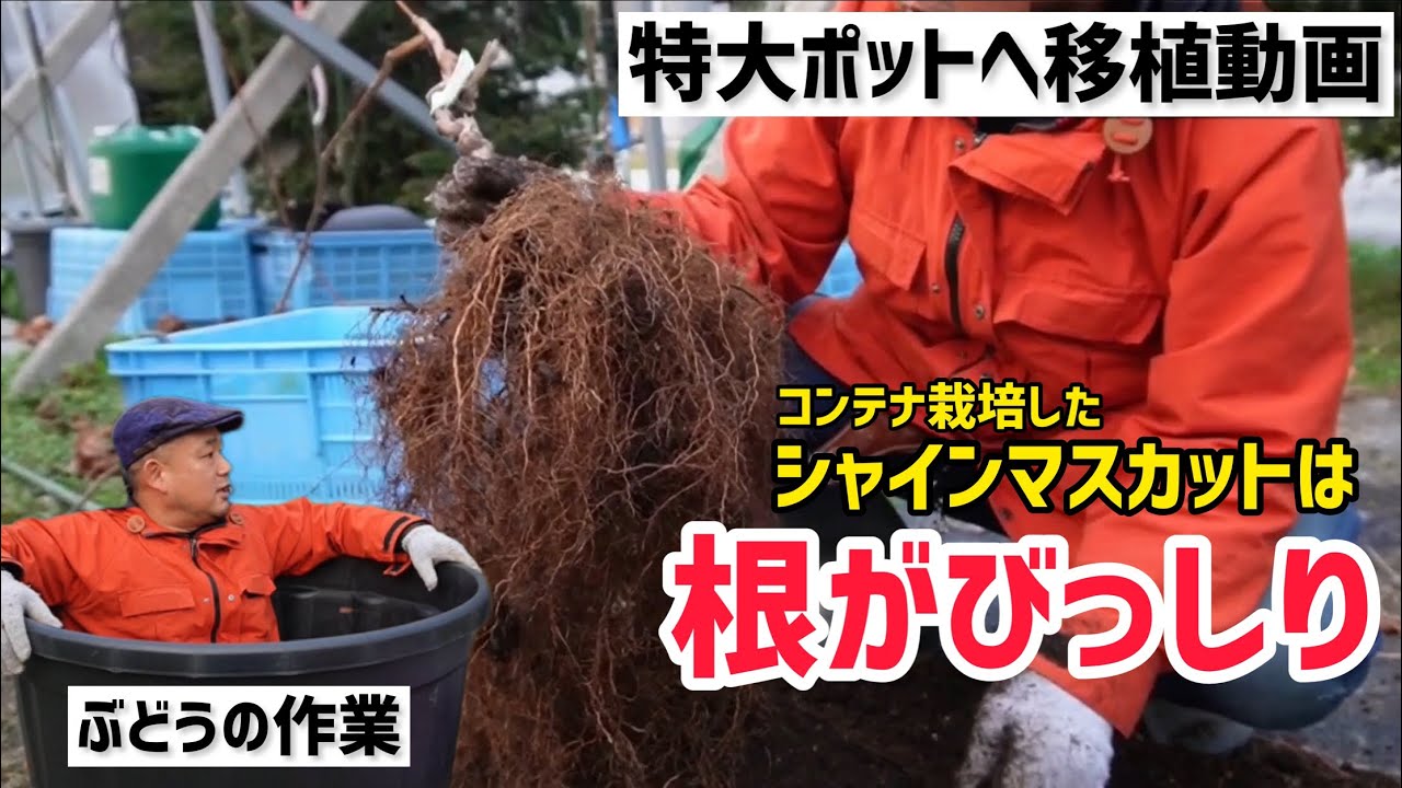 「ぶどうの作業」特大ポットへ移植動画！大成功のコンテナ栽培。