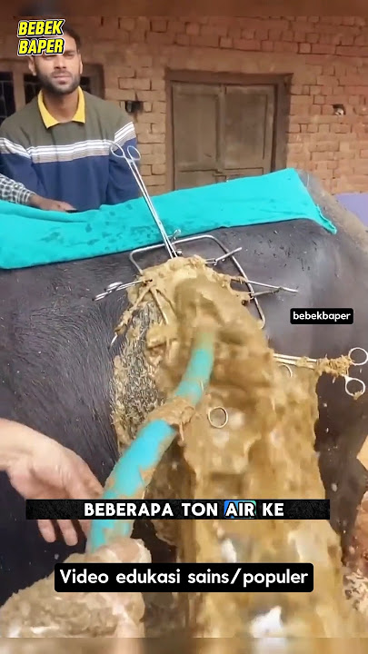 Aksi Gila Dokter Hewan! Sapi Tua Diselamatkan dengan Metode Tak Terduga.