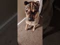 #sharpei #dog #sharpeidog #entertainment #dogshorts