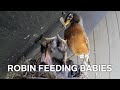 Robin Feeding Babies (GoPro Footage) — The Nature Tapes