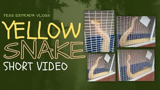 We Came Across A Yellow Snakeshort Video
