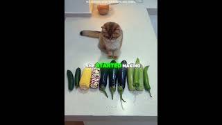 She Made Mango Shoes For Her Cats!