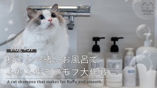 【猫とお風呂】子猫の毛並みに戻るプロも使用の噂のシャンプー#37