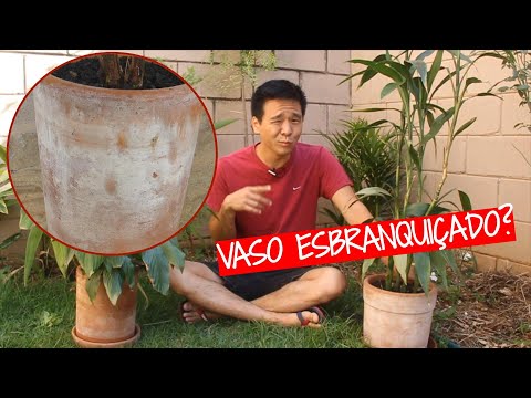Vídeo: Por que o mofo está crescendo no meu vaso de flores?