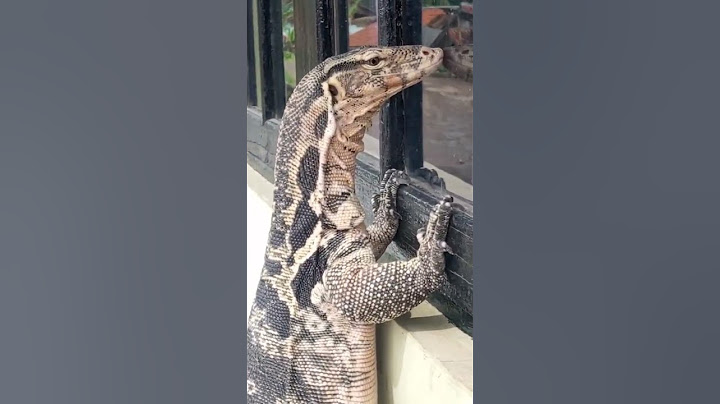 #kadal #buaya #cicak #cicakdidinding #biawak