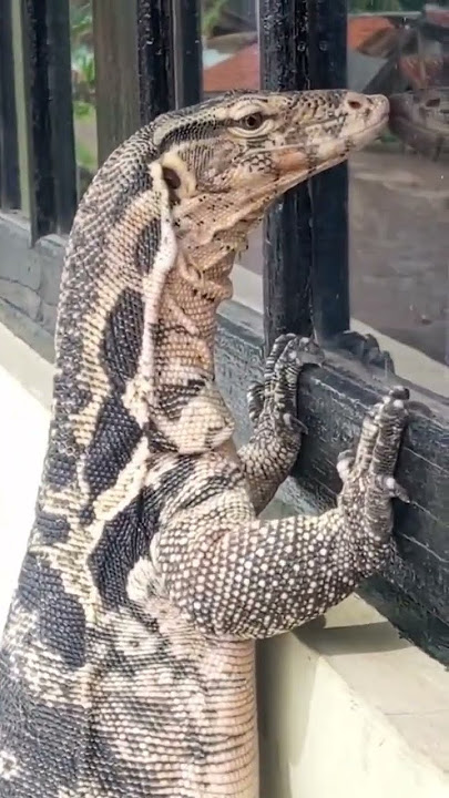 #kadal #buaya #cicak #cicakdidinding #biawak